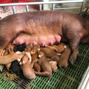Puntos clave para el bienestar de la cerda en maternidad