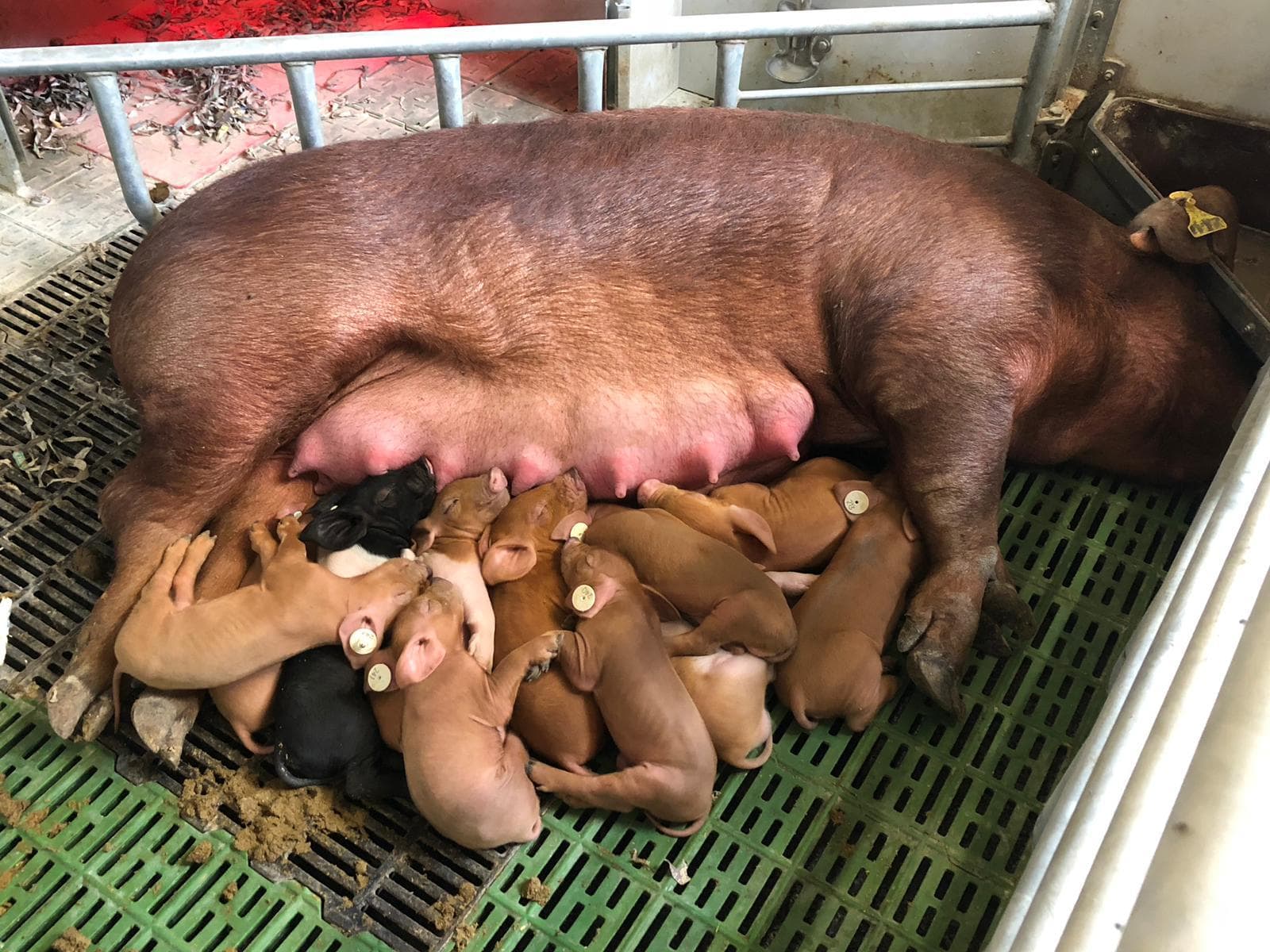 Puntos clave para el bienestar de la cerda en maternidad