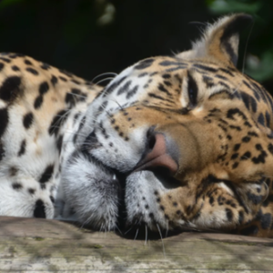 Enriquecimiento ambiental en animales salvajes